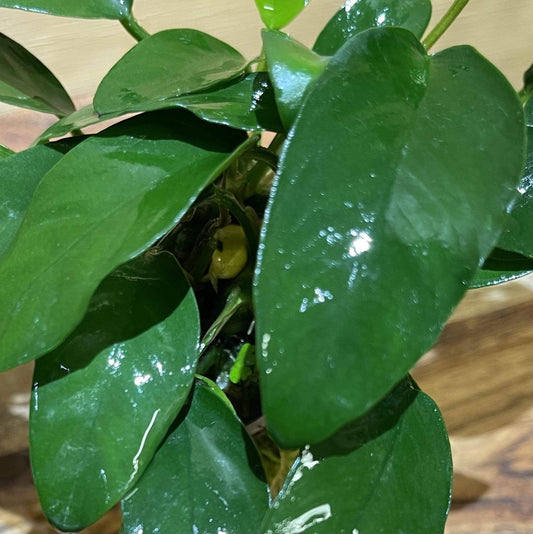 Pisces Enterprises 5cm Pot Anubias Petite Emerald Heart 5cm Pot Anubias Barteri 5cm Pot - Aquarium Plants Australia