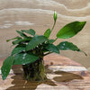 Pisces Enterprises 5cm Pot Anubias Petite Emerald Heart 5cm Pot Anubias Barteri 5cm Pot - Aquarium Plants Australia