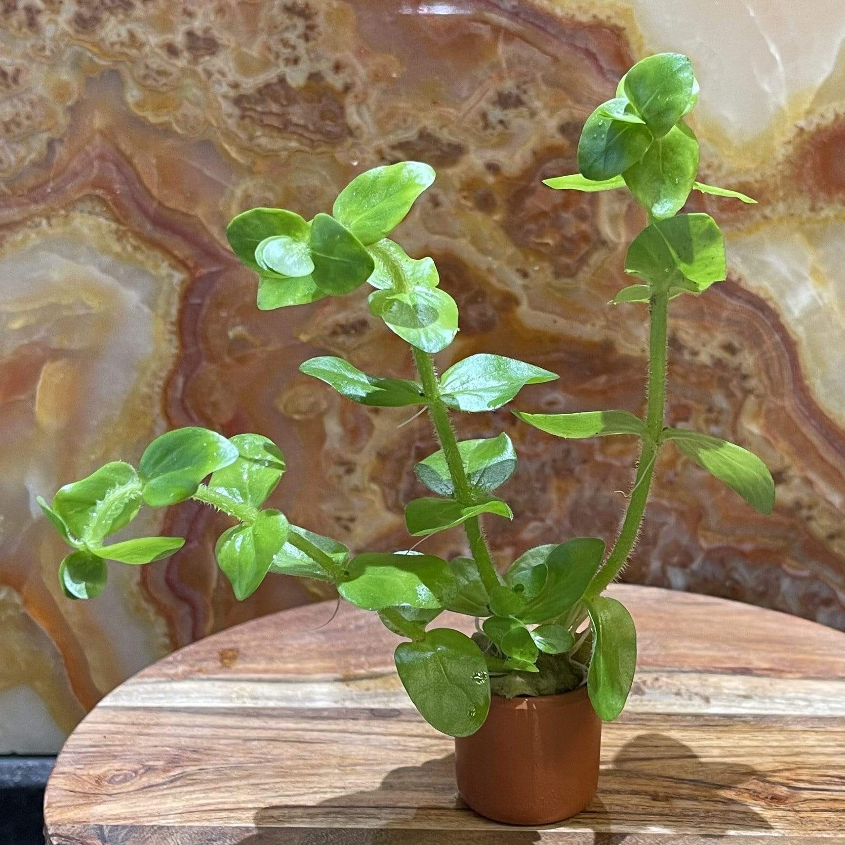 Pisces Enterprises 5cm Pot Bacopa 3cm Terracotta Pot