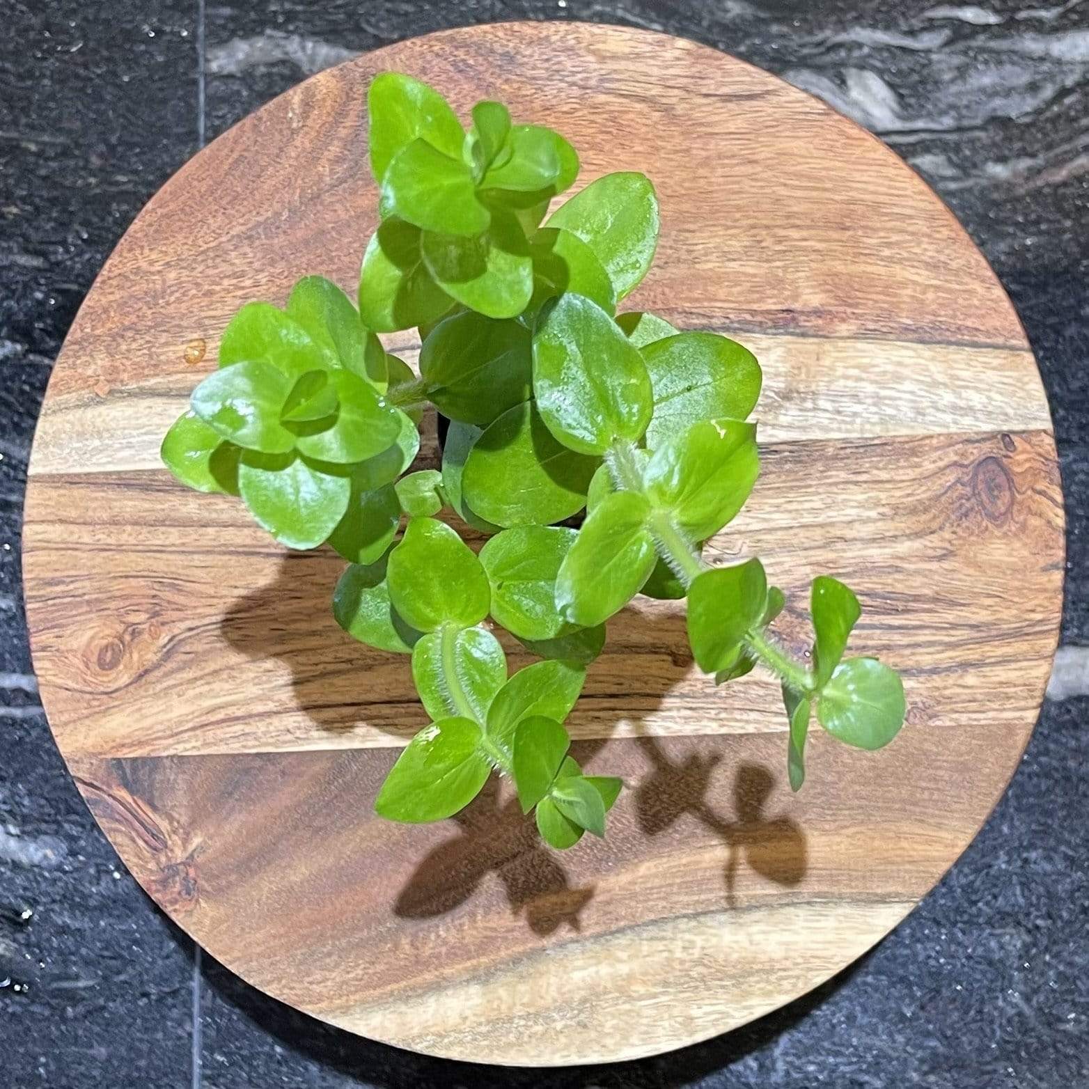 Pisces Enterprises 5cm Pot Bacopa 5cm Pot