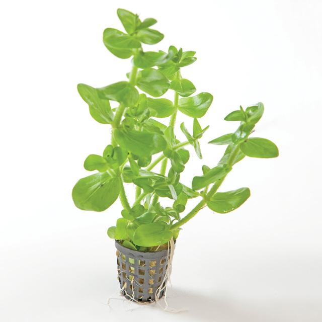 Pisces Enterprises 5cm Pot Bacopa 5cm Pot