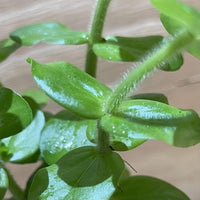 Pisces Enterprises 5cm Pot Bacopa 5cm Pot