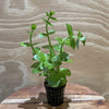 Pisces Enterprises 5cm Pot Bacopa 5cm Pot