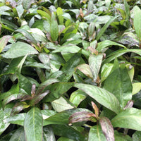 Pisces Enterprises 5cm Pot Blue Stricta 5cm Pot
