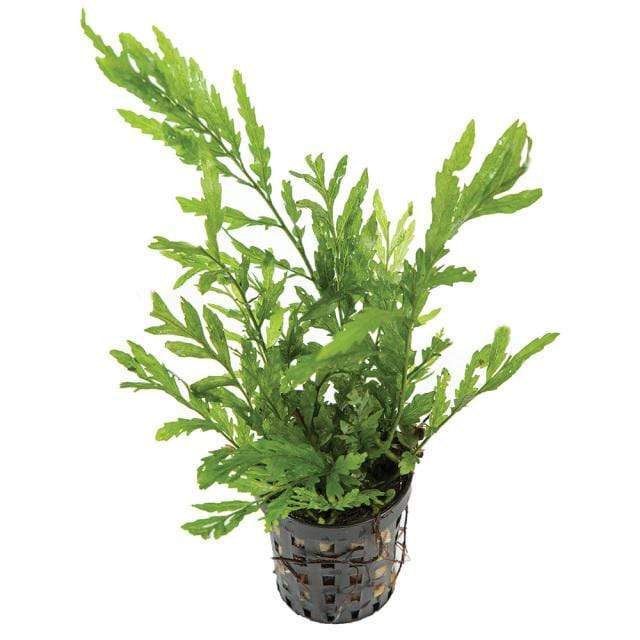 Pisces Enterprises 5cm Pot Bolbitus Heudelotii 5cm Pot