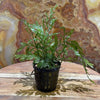 Pisces Enterprises 5cm Pot Bolbitus Heudelotii 5cm Pot