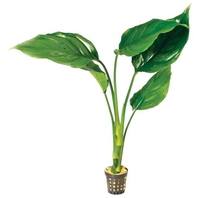 Pisces Enterprises 5cm Pot Chinese Evergreen 5cm Pot