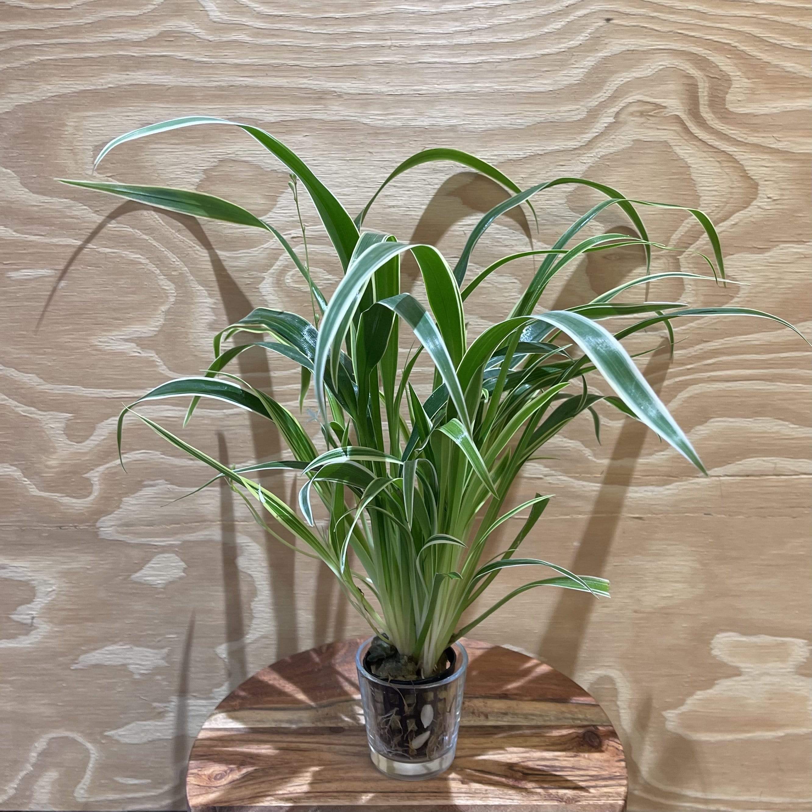 chlorophytum aquarium Shop for Aquarium Plants for top of tank Chlorophytum 5cm Pot – Scapeshop.com.au