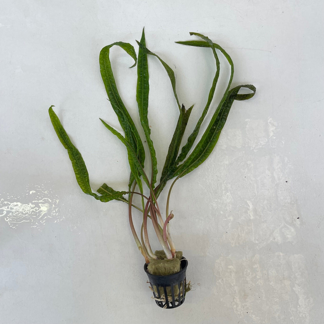 Cryptocoryne Balansae 5cm Pot - submerse aquarium plant – Scapeshop.com.au
