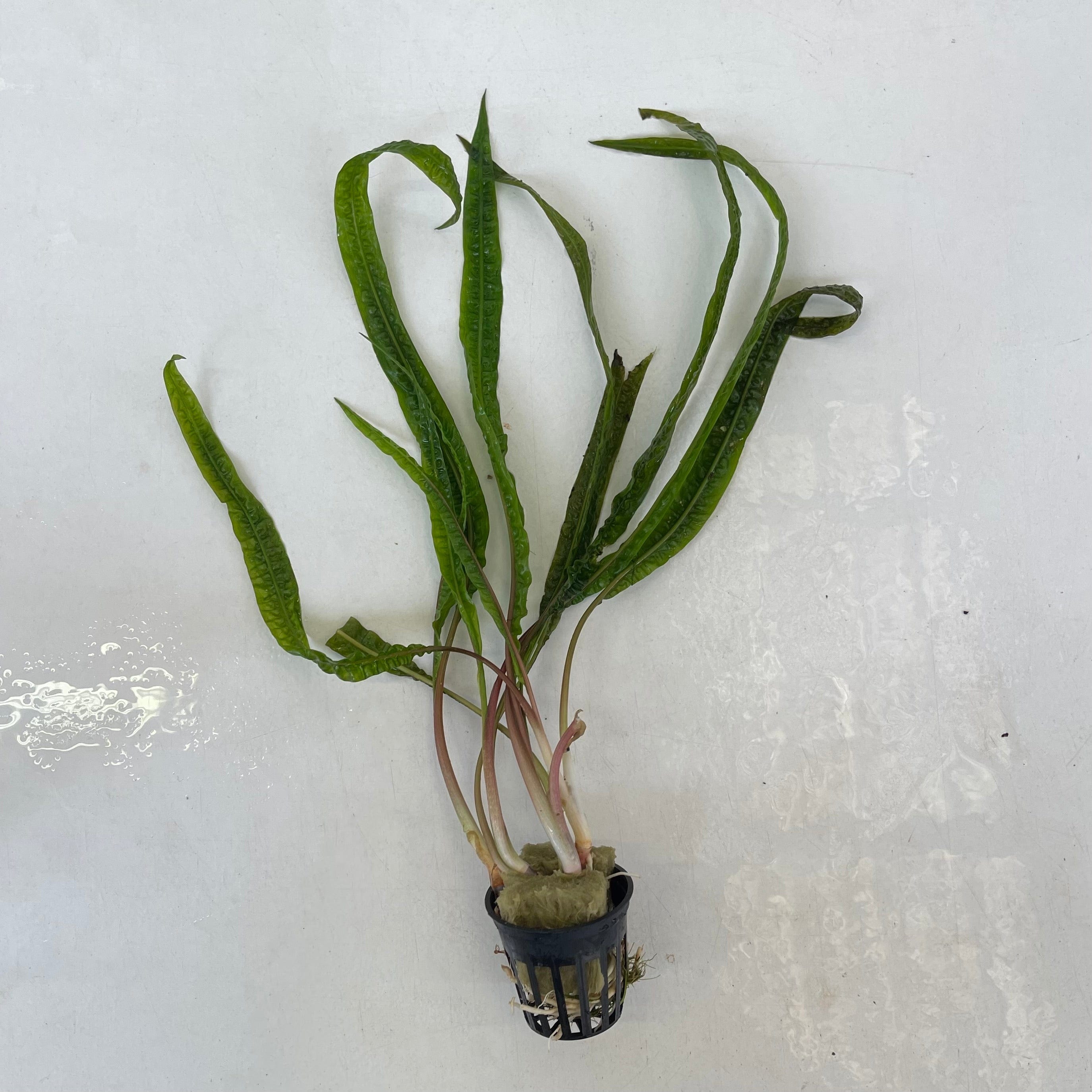 Pisces Enterprises 5cm Pot Cryptocoryne Balansae 5cm Pot - Submerse Cryptocoryne Balansae 5cm Pot - submerse