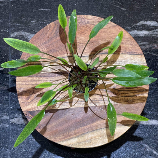 Pisces Enterprises 5cm Pot Cryptocoryne Lutea 5cm Pot