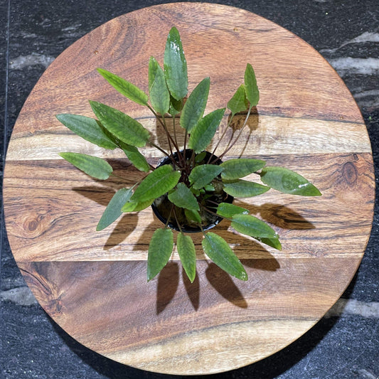 Pisces Enterprises 5cm Pot Cryptocoryne Petchii 5cm Pot