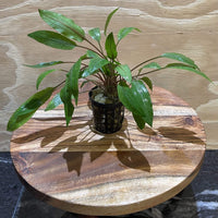 Pisces Enterprises 5cm Pot Cryptocoryne Undulatus Red 5cm Pot
