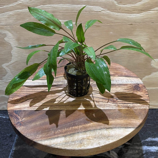 Pisces Enterprises 5cm Pot Cryptocoryne Undulatus Red 5cm Pot