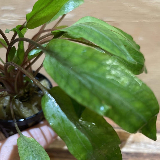 Pisces Enterprises 5cm Pot Cryptocoryne Undulatus Red 5cm Pot