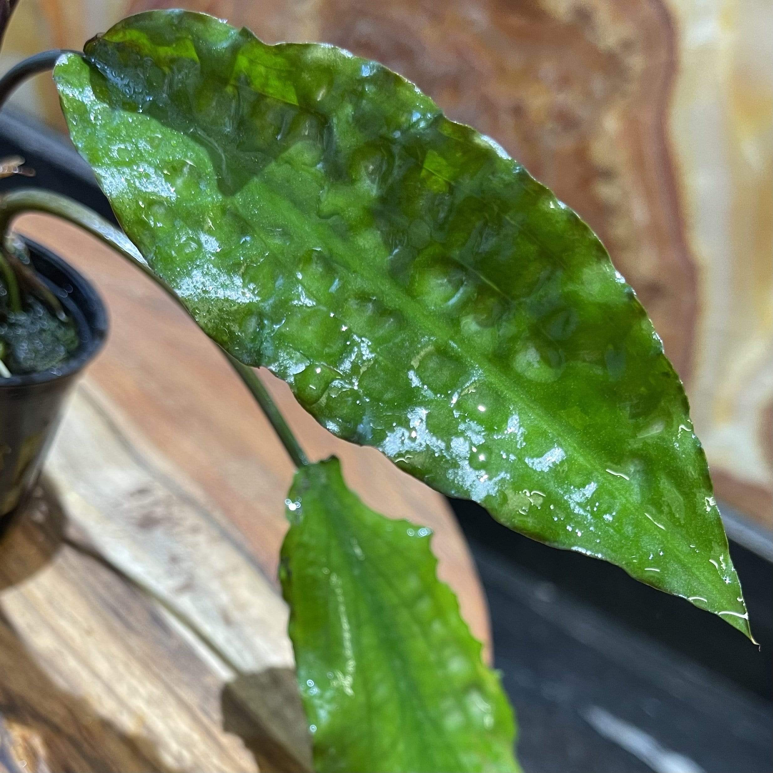 Pisces Enterprises 5cm Pot Cryptocoryne Usteriana 5cm Pot