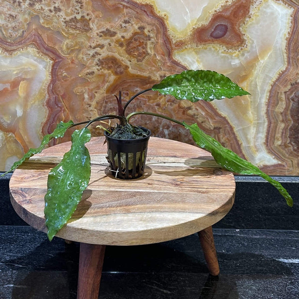 Cryptocoryne Usteriana 5cm Pot – Scapeshop.com.au