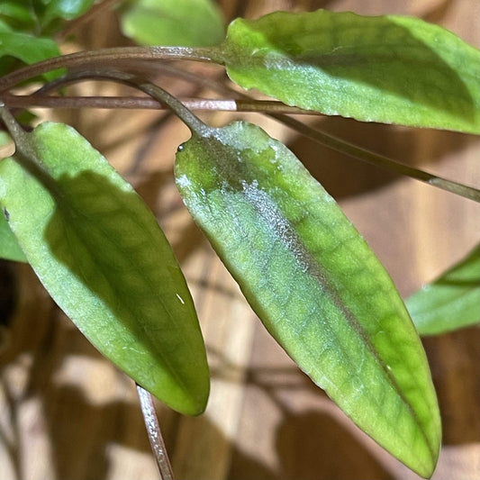 Pisces Enterprises 5cm Pot Cryptocoryne Wendtii Tall 5cm Pot