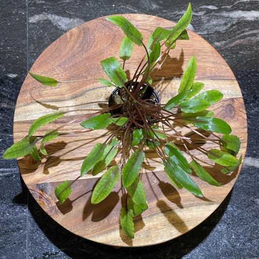 Pisces Enterprises 5cm Pot Cryptocoryne Wendtii Tall 5cm Pot