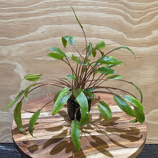 Pisces Enterprises 5cm Pot Cryptocoryne Wendtii Tall 5cm Pot