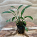 Pisces Enterprises 5cm Pot Cryptocoryne Willisii 5cm Pot