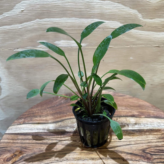 Pisces Enterprises 5cm Pot Cryptocoryne Willisii 5cm Pot