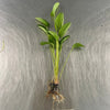 Load image into Gallery viewer, Pisces Enterprises 5cm Pot Devil&#39;s Eye Sword - Extra-large Echinodorus Plant in 5cm Pot