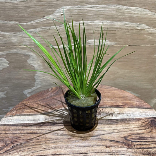 Pisces Enterprises 5cm Pot Dwarf Gold Rush 5cm Pot