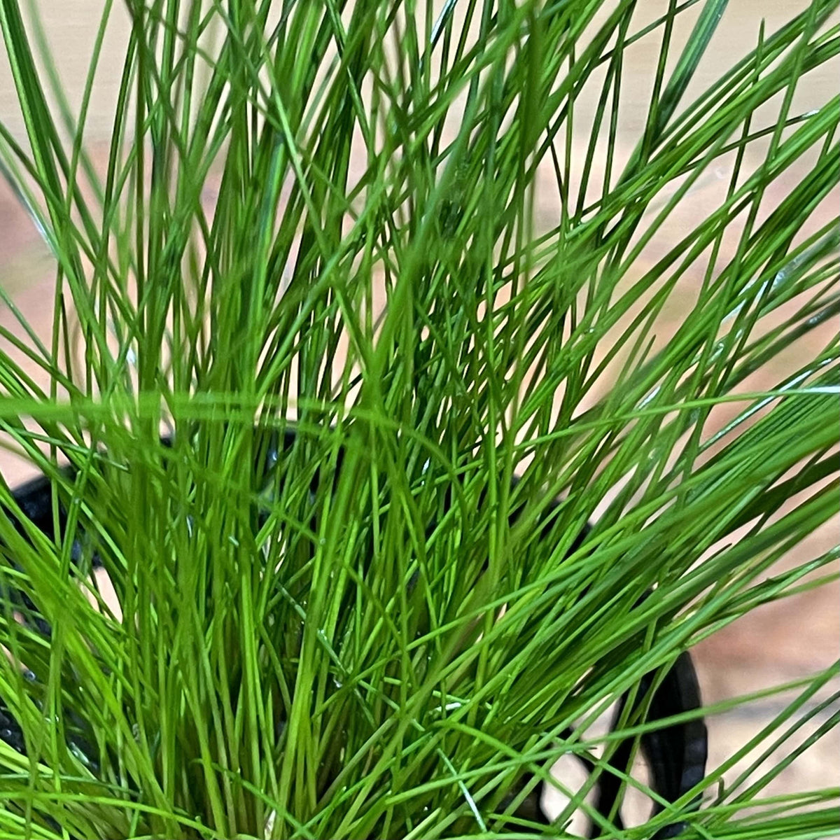 Buy Aquarium Plant Dwarf Hairgrass 5cm pot online Australia Scapeshop ...