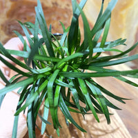 Pisces Enterprises 5cm Pot Dwarf Pongol 5cm Pot