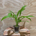 Pisces Enterprises 5cm Pot Echinodorus Amazon - Amazon Sword 5cm Pot