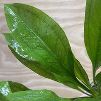 Pisces Enterprises 5cm Pot Echinodorus Compact Bleheri 5cm Pot