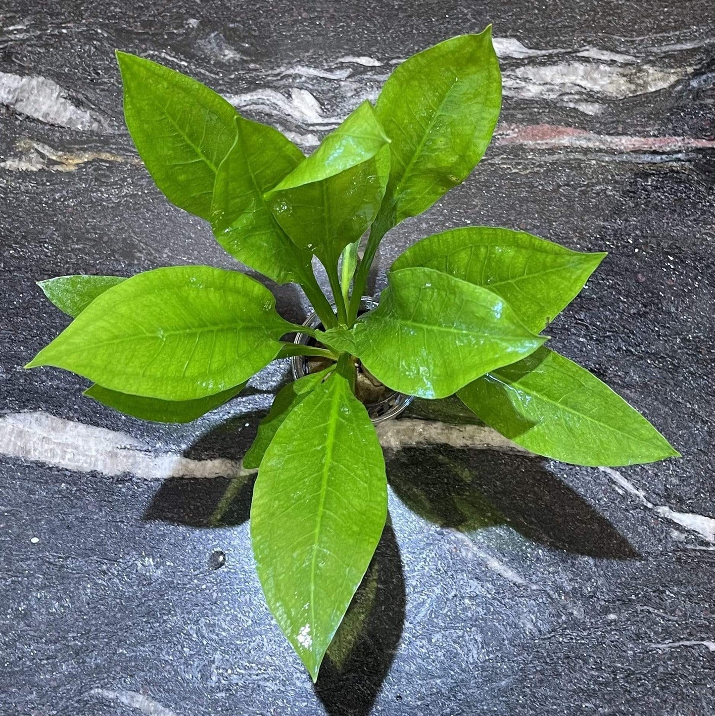 Pisces Enterprises 5cm Pot Echinodorus Compact Bleheri 5cm Pot