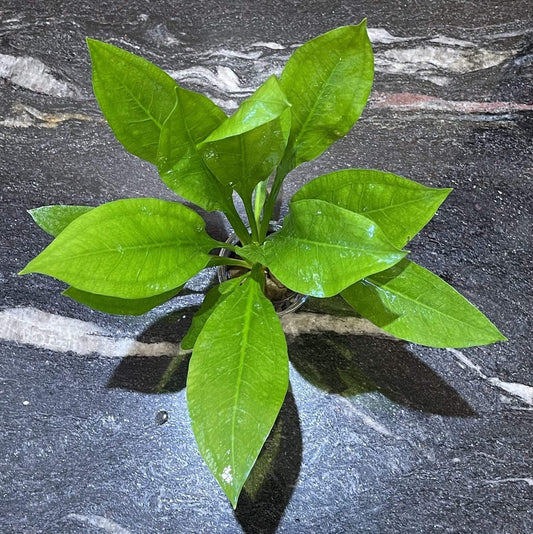 Pisces Enterprises 5cm Pot Echinodorus Compact Bleheri 5cm Pot
