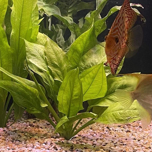 Pisces Enterprises 5cm Pot Echinodorus Compact Bleheri 5cm Pot