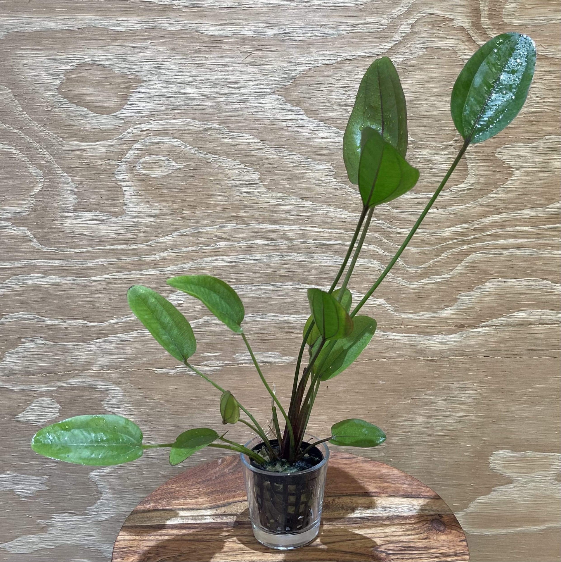 devil's eye plant Echinodorus Devil's Eye 5cm Pot – Scapeshop.com.au