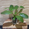 Pisces Enterprises 5cm Pot Echinodorus Felix 5cm Pot