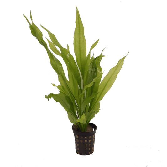 Pisces Enterprises 5cm Pot Echinodorus Frilly 5cm Pot