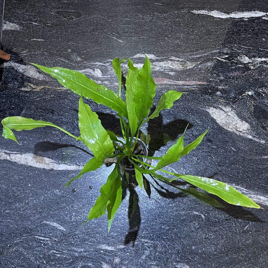 Pisces Enterprises 5cm Pot Echinodorus Frilly 5cm Pot