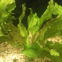 Pisces Enterprises 5cm Pot Echinodorus Green Ozelot 5cm Pot