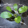 Pisces Enterprises 5cm Pot Echinodorus Green Ozelot 5cm Pot