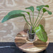 Pisces Enterprises 5cm Pot Echinodorus Green Ozelot 5cm Pot