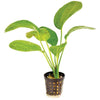 Pisces Enterprises 5cm Pot Echinodorus Green Ozelot 5cm Pot