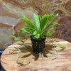 Pisces Enterprises 5cm Pot Echinodorus Grisebachii 5cm Pot