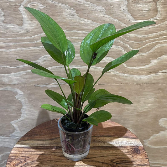 Pisces Enterprises 5cm Pot Echinodorus Klienerber 5cm Pot
