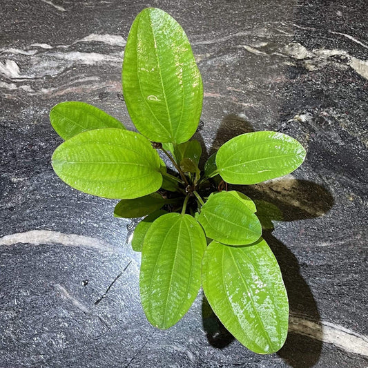 Pisces Enterprises 5cm Pot Echinodorus Klienerber 5cm Pot