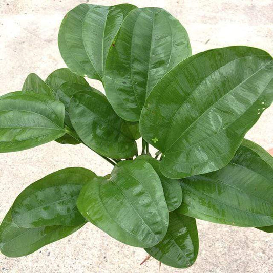 Pisces Enterprises 5cm Pot Echinodorus Klienerber 5cm Pot