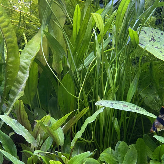Pisces Enterprises 5cm Pot Echinodorus Latifolius 5cm Pot