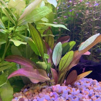 Pisces Enterprises 5cm Pot Echinodorus Lothario 5cm Pot