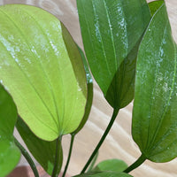 Pisces Enterprises 5cm Pot Echinodorus Rose 5cm Pot